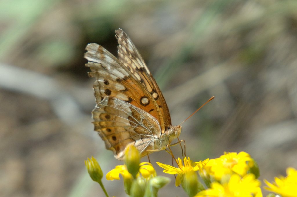 186 Fritillary, Variegated, 2006-08113163  Great Sand Dunes NP, CO.JPG - Variegated Fratillary. Butterfly. Great Sand Dunes NP, CO, 8-11-2006